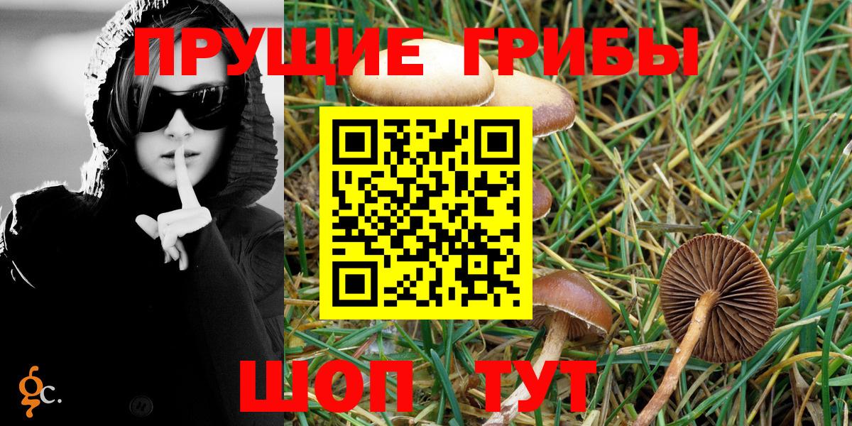 Галлюциногенные грибы Psilocybine cubensis Печора